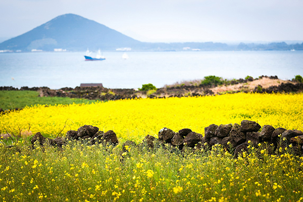 Đảo Jeju