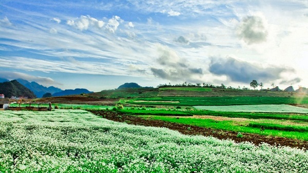 Mộc Châu
