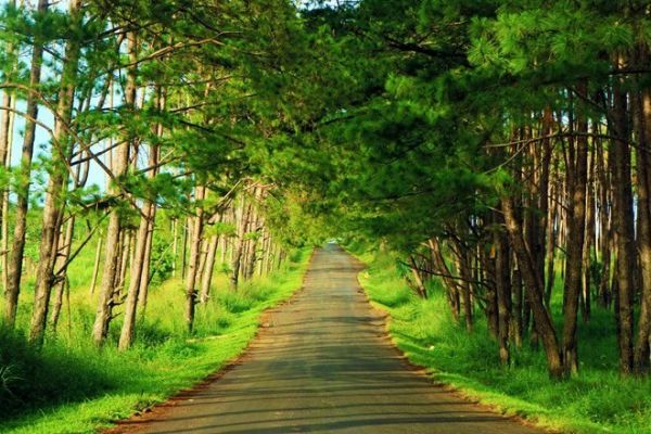 Vé máy bay Đà Nẵng Buôn Mê Thuột