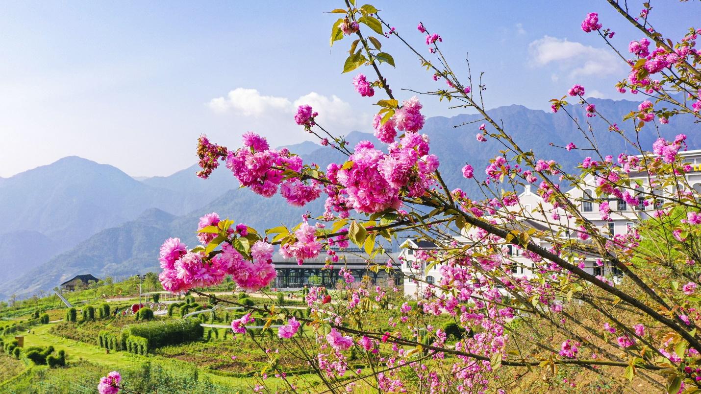 Rực rỡ mùa hoa đỗ quyên Sapa