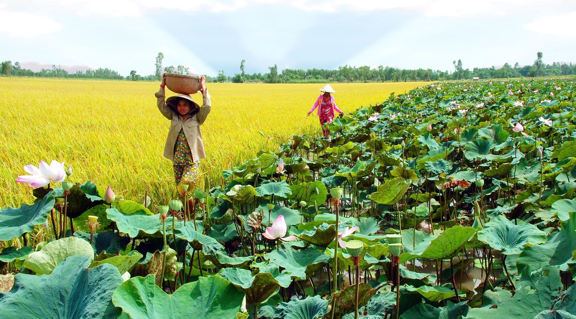 Đến Đồng Tháp Mười hoà mình vào thiên nhiên