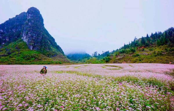 Đẹp ngỡ ngàng Hà Giang mùa hoa tam giác mạch