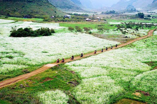 Mộc Châu đẹp tinh khôi trong mùa hoa cải trắng