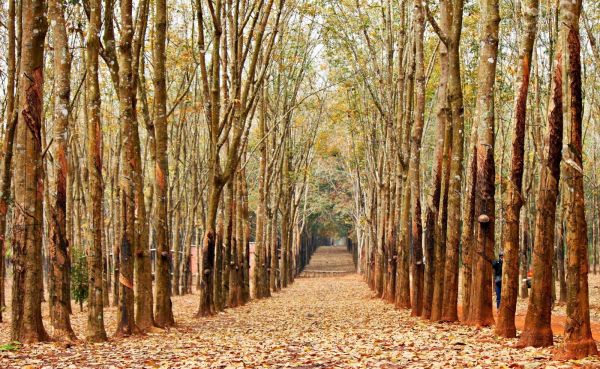 Ngẩn ngơ mùa cao su thay lá ở phố núi Pleiku