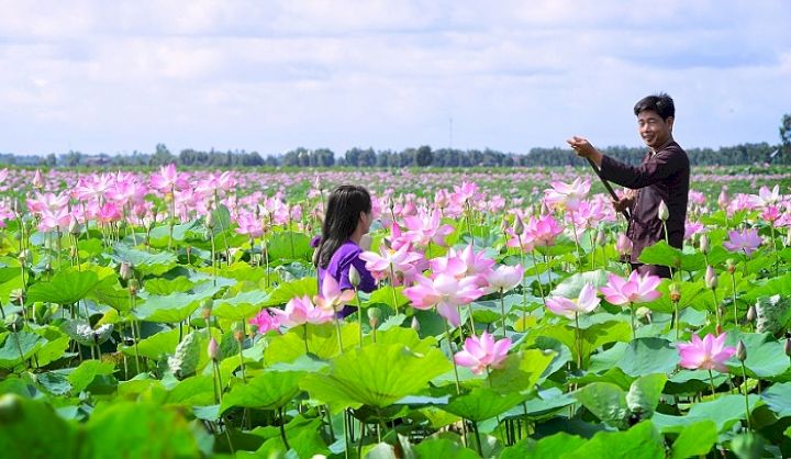 Vẻ đẹp nên thơ của đồng Sen Tháp Mười